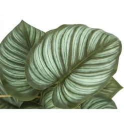 Artificial Plant, 13" Tall, Epipremnum, Indoor, Faux, Fake, Table, Greenery, Potted, Set Of 2, Decorative, Green Leaves, Black Pots -House Furnish World GUEST 0071d80a 1444 4dd5 bcc6 e84ff43e93bd