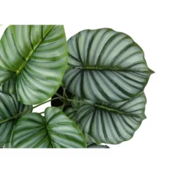Artificial Plant, 24" Tall, Calathea, Indoor, Faux, Fake, Table, Greenery, Potted, Real Touch, Decorative, Green Leaves, Black Pot -House Furnish World GUEST 115c94eb f9bd 425a 9ab8 1316b410872c