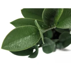 Artificial Plant, 20" Tall, Zz, Indoor, Faux, Fake, Table, Greenery, Potted, Real Touch, Decorative, Green Leaves, Grey Cement Pot -House Furnish World GUEST 93ba7cd2 1d51 4368 b64b 651fc3dd204e