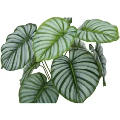Artificial Plant, 24" Tall, Calathea, Indoor, Faux, Fake, Table, Greenery, Potted, Real Touch, Decorative, Green Leaves, Black Pot -House Furnish World GUEST 94514fde 10ec 43fc 8973 883c50e3914c