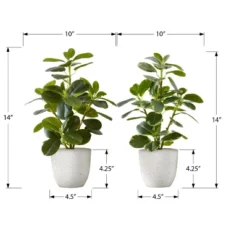 Artificial Plant, 14" Tall, Ficus, Indoor, Faux, Fake, Table, Greenery, Potted, Set Of 2, Decorative, Green Leaves, White Pots -House Furnish World GUEST 9c2eae90 81a7 430f a05b 8444a2714166
