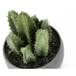Artificial Plant, 6" Tall, Succulent, Indoor, Faux, Fake, Table, Greenery, Potted, Set Of 3, Decorative, Green Plants, Grey Cement Pots 12 Artificial Plant, 6" Tall, Succulent, Indoor, Faux, Fake, Table, Greenery, Potted, Set Of 3, Decorative, Green Plants, Grey Cement Pots -House Furnish World GUEST ae4f7804 ebde 45cf b9bc 8c7f2368da43