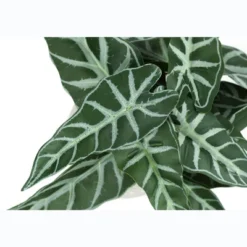 Artificial Plant, 8" Tall, Alocasia, Indoor, Faux, Fake, Table, Greenery, Potted, Set Of 2, Decorative, Green Leaves, White Cement Pots -House Furnish World GUEST b3601141 d337 419c b1e3 15229cf3fd5d