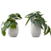 Artificial Plant, 8" Tall, Alocasia, Indoor, Faux, Fake, Table, Greenery, Potted, Set Of 2, Decorative, Green Leaves, White Cement Pots