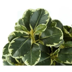 Artificial Plant, 14" Tall, Ficus, Indoor, Faux, Fake, Table, Greenery, Potted, Set Of 2, Decorative, Green Leaves, Black Pots -House Furnish World GUEST c99e9869 c6c7 49d2 956d 04fc3f906487