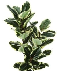 Artificial Plant, 47" Tall, Oak Tree, Indoor, Faux, Fake, Floor, Greenery, Potted, Real Touch, Decorative, Green Leaves, Black Pot 7 Artificial Plant, 47" Tall, Oak Tree, Indoor, Faux, Fake, Floor, Greenery, Potted, Real Touch, Decorative, Green Leaves, Black Pot -House Furnish World GUEST fc49d6df 6d1a 4124 a372 c874aeb94e72